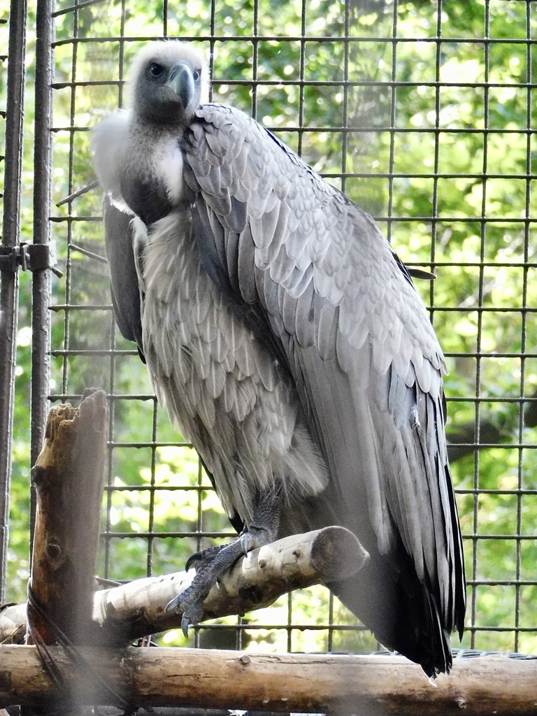 コシジロハゲワシ(上野動物園)