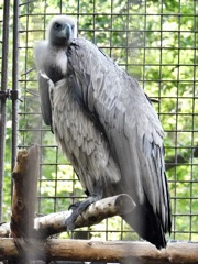 コシジロハゲワシ(上野動物園)