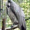 コシジロハゲワシ(上野動物園)