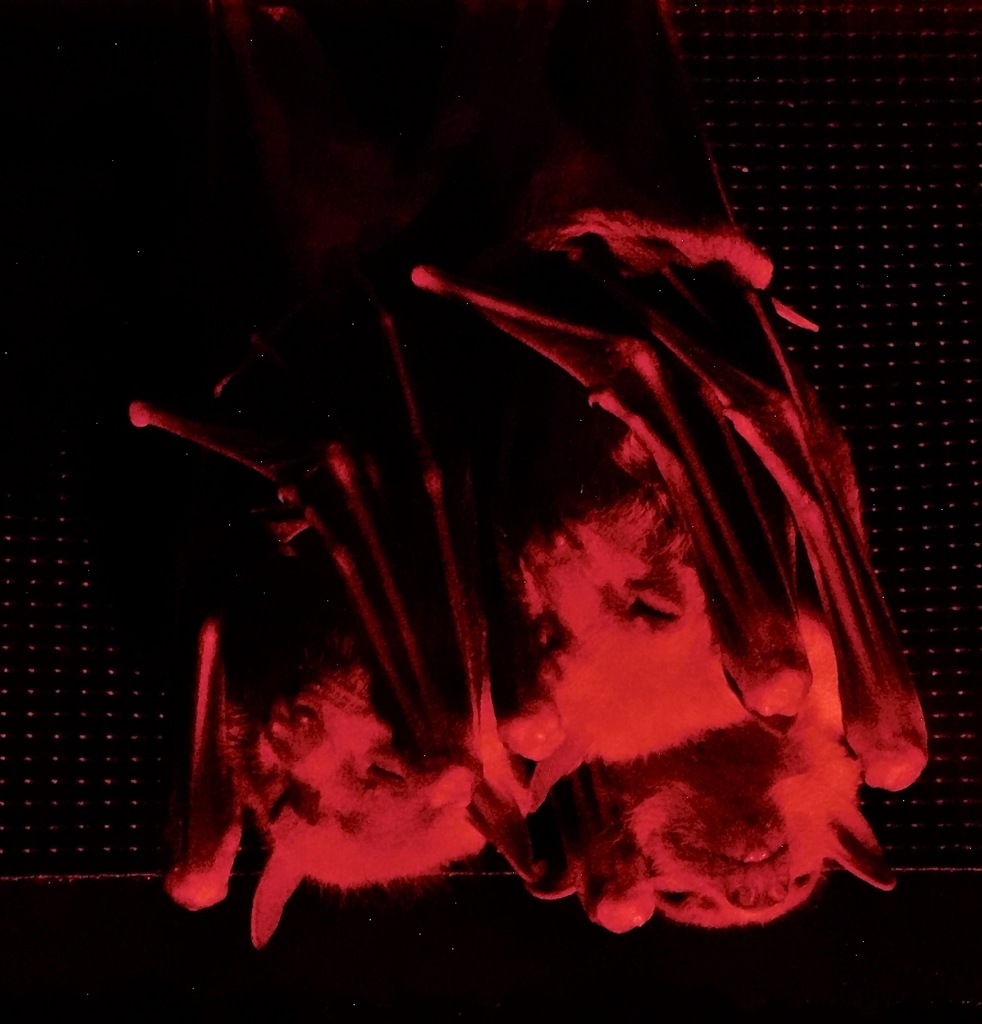 三匹のエジプトルーセットオオコウモリ(カワスイ　川崎水族館)