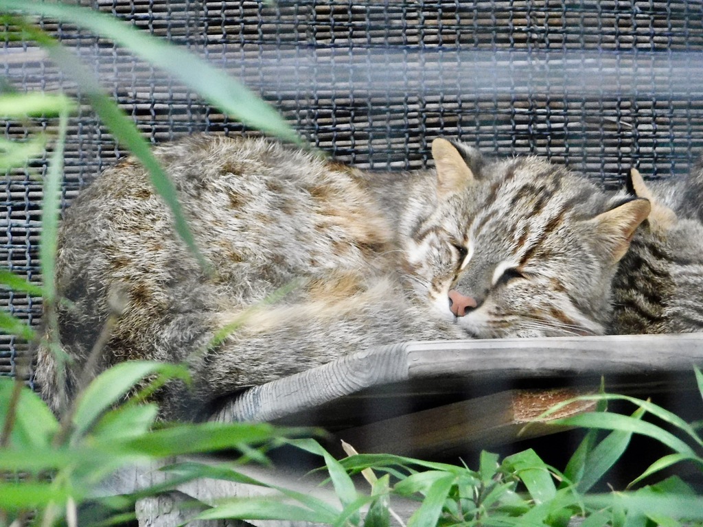 寝ているアムールヤマネコ(井の頭自然文化園)