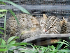 寝ているアムールヤマネコ(井の頭自然文化園)