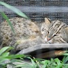 寝ているアムールヤマネコ(井の頭自然文化園)
