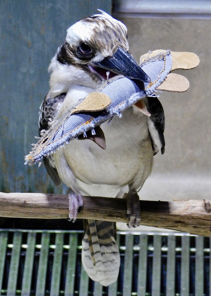 ワライカワセミ(カワスイ　川崎水族館)