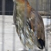ミゾゴイ(井の頭自然文化園)