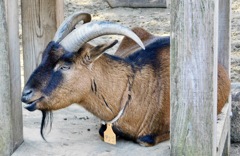 ヤギのタンゴ(夢見ヶ崎動物公園)