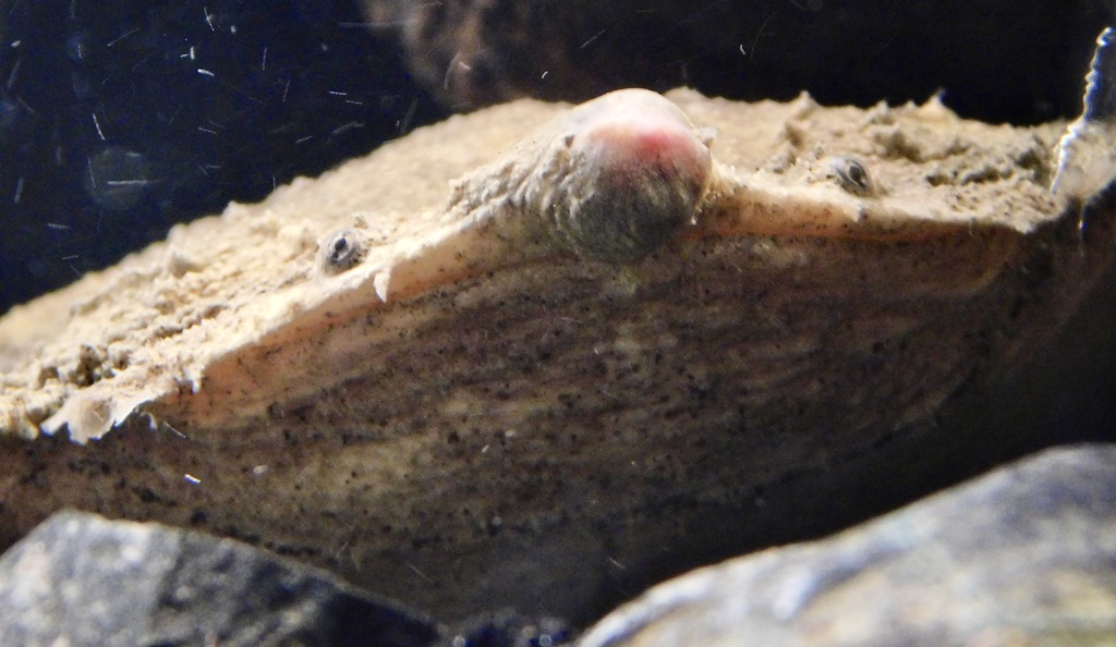 コモリガエル(カワスイ　川崎水族館)