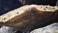 コモリガエル(カワスイ　川崎水族館)