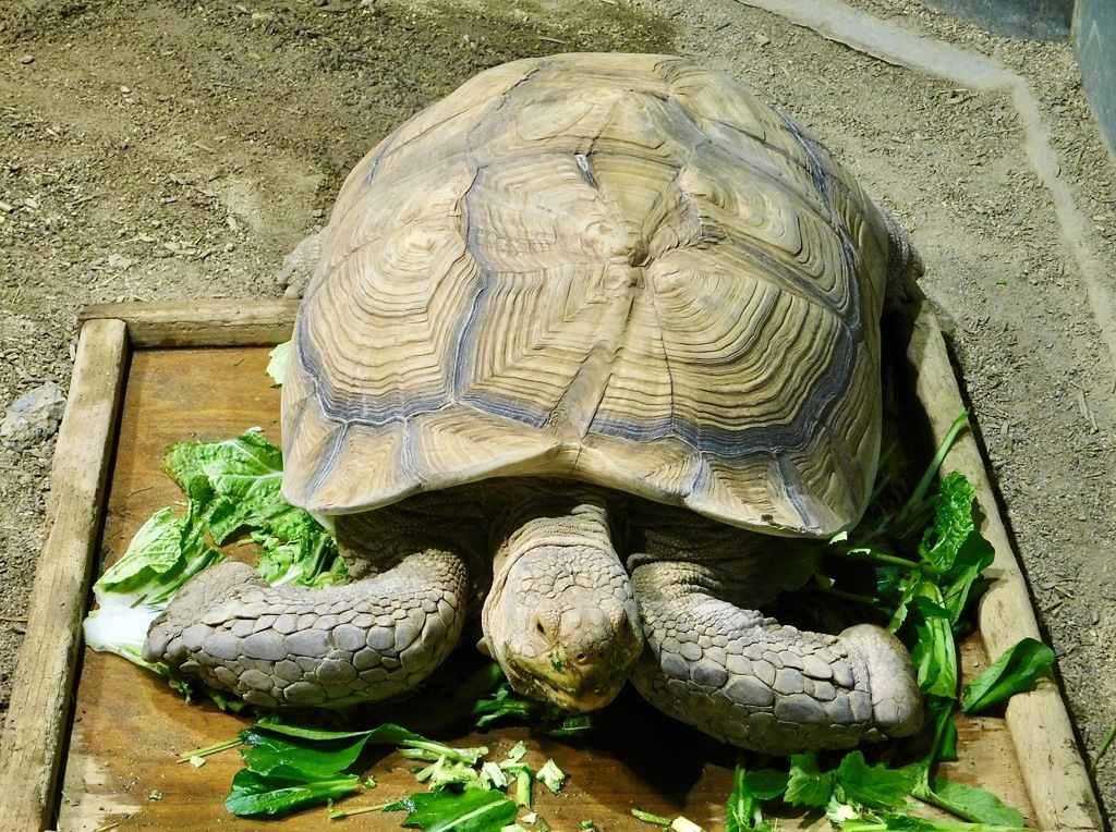 ケヅメリクガメ(足立区生物園)