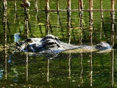 アメリカアリゲーター(熱川バナナワニ園)