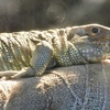 ガイアナカイマントカゲ(上野動物園)