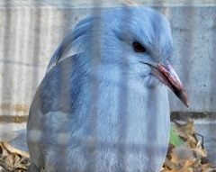 カグー(野毛山動物園)