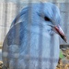 カグー(野毛山動物園)