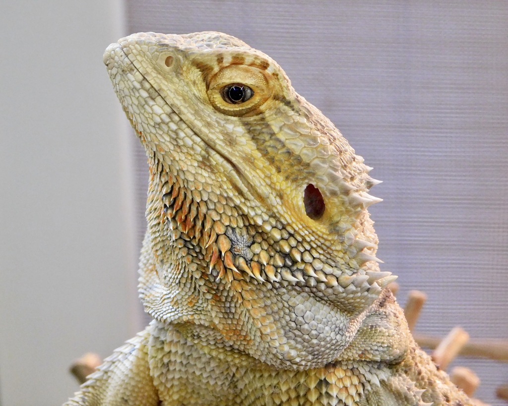 フトアゴヒゲトカゲ(浦安市交通公園)