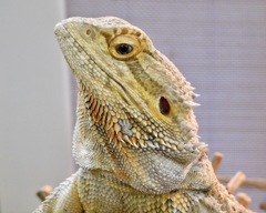 フトアゴヒゲトカゲ(浦安市交通公園)