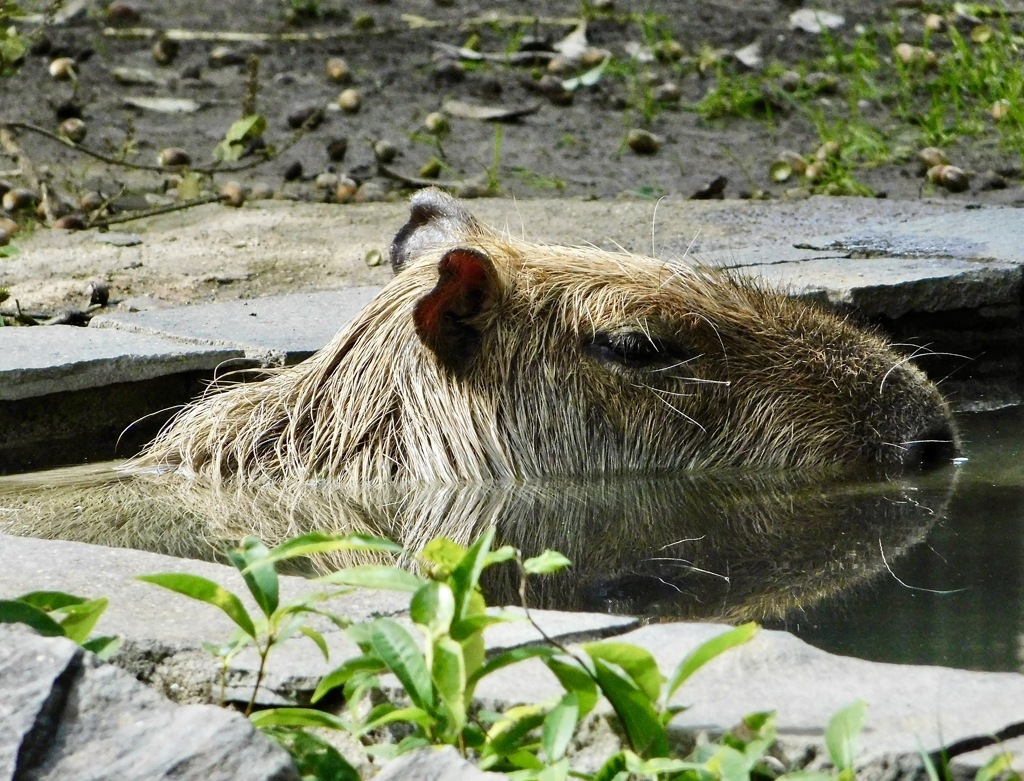 水から顔を出すカピバラ(金沢動物園)