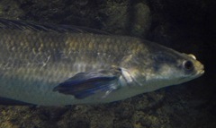 ロイヤルスネークヘッド(しながわ水族館)