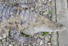 ナイルワニ(熱川バナナワニ園)