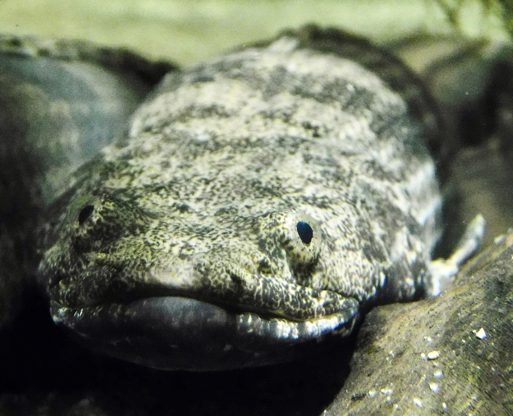 ポリプテルス・エンドリケリー(カワスイ　川崎水族館)