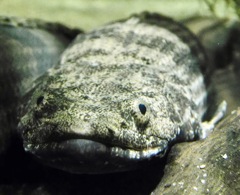 ポリプテルス・エンドリケリー(カワスイ　川崎水族館)