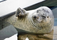 ゴマフアザラシ(しながわ水族館)