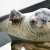 ゴマフアザラシ(しながわ水族館)