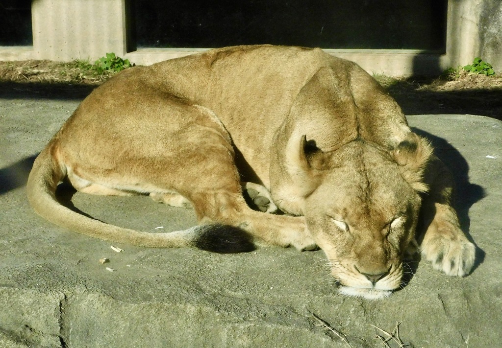 寝ているメスライオン(東武動物公園)