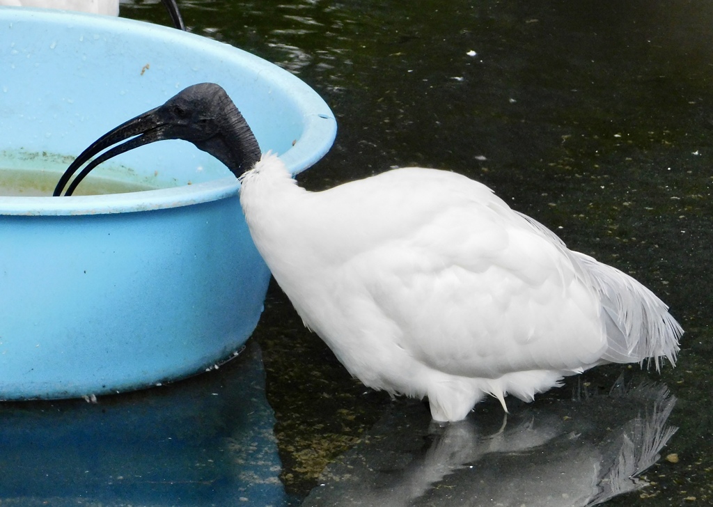 クロトキ(熱川バナナワニ園)