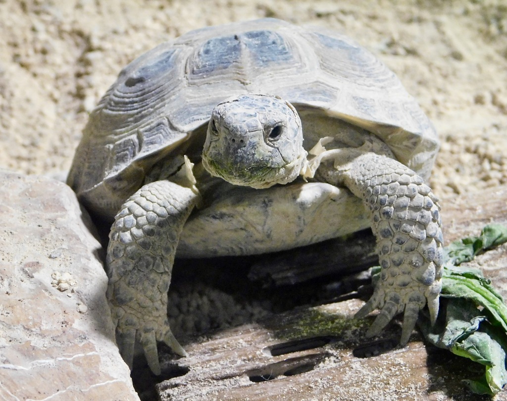 ロシアリクガメ(カワスイ　川崎水族館)