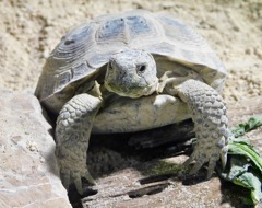 ロシアリクガメ(カワスイ　川崎水族館)