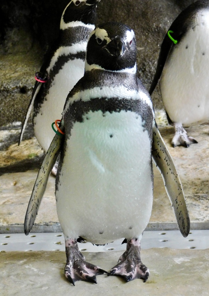 マゼランペンギン(しながわ水族館)