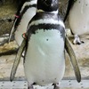 マゼランペンギン(しながわ水族館)