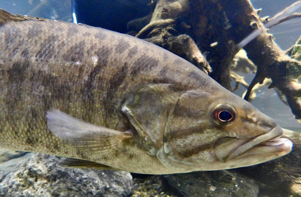 コクチバス(カワスイ　川崎水族館)