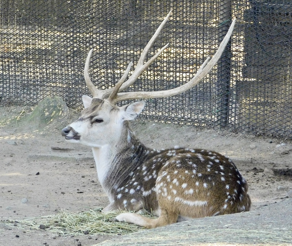 アクシスジカ(東武動物公園)