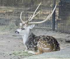 アクシスジカ(東武動物公園)