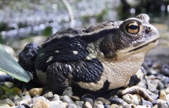 アズマヒキガエル(井の頭自然文化園)