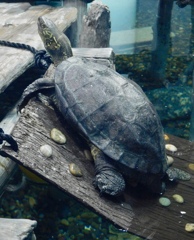 クサガメ(しながわ水族館)