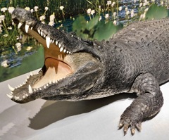 ニューギニアワニの剥製(国立科学博物館)