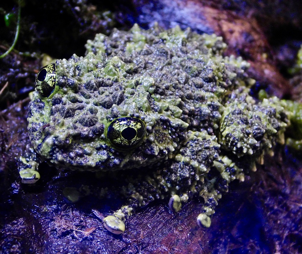 コケガエル(カワスイ　川崎水族館)