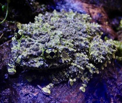 コケガエル(カワスイ　川崎水族館)