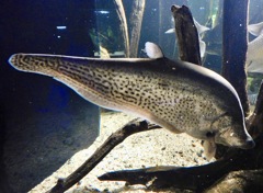 ロイヤルナイフフィッシュ(カワスイ　川崎水族館)