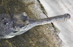 インドガビアル(野毛山動物園)