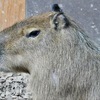 カピバラ(カワスイ　川崎水族館)