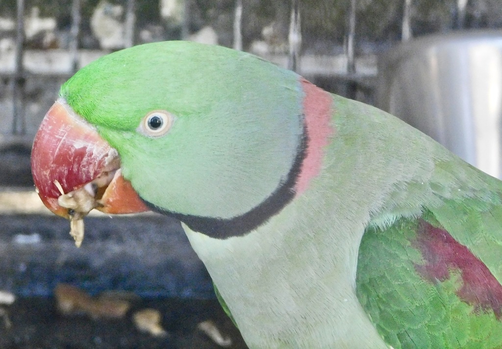 オオホンセイインコ(夢見ヶ崎動物公園)