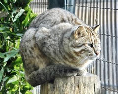 アムールヤマネコ(井の頭自然文化園)