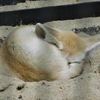 フェネック(井の頭自然文化園)