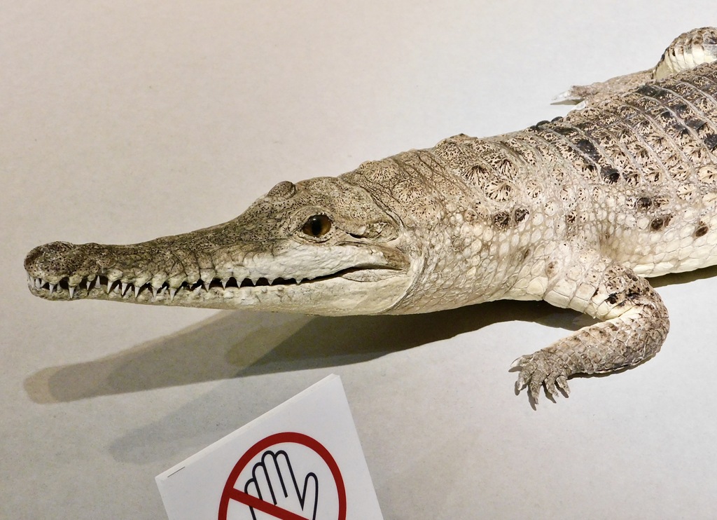 オーストラリアワニの剥製(国立科学博物館)