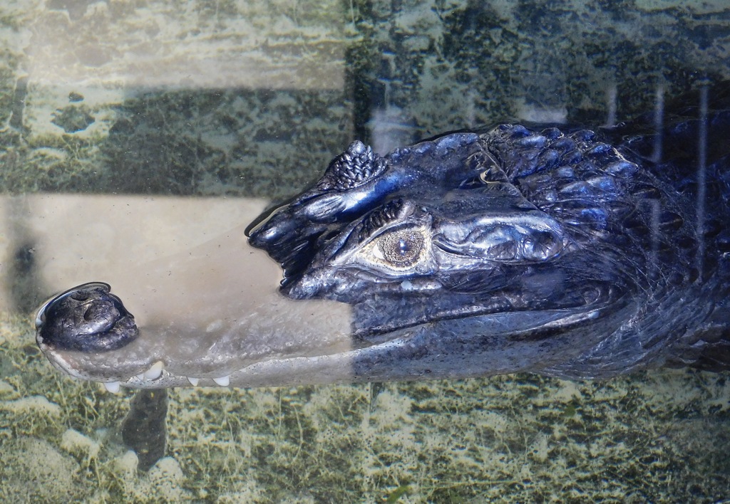 メガネカイマン(東武動物公園)