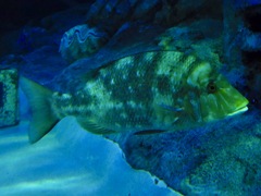 種類不明の魚(しながわ水族館)
