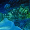 種類不明の魚(しながわ水族館)